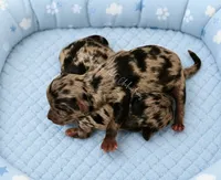 Nitro AKC merle, a male Chihuahua for sale in Goodyear, AZ – 2 of 3