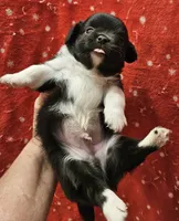 Black Irish marked LC ♂️, a male Chihuahua for sale in Goodyear, AZ – Photo 2 of 4