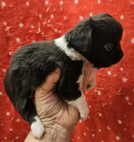 Black Irish marked LC ♂️, a male Chihuahua for sale in Goodyear, AZ – Photo 3 of 4