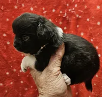 Black Irish marked LC ♂️, a male Chihuahua for sale in Goodyear, AZ – Photo 1 of 4