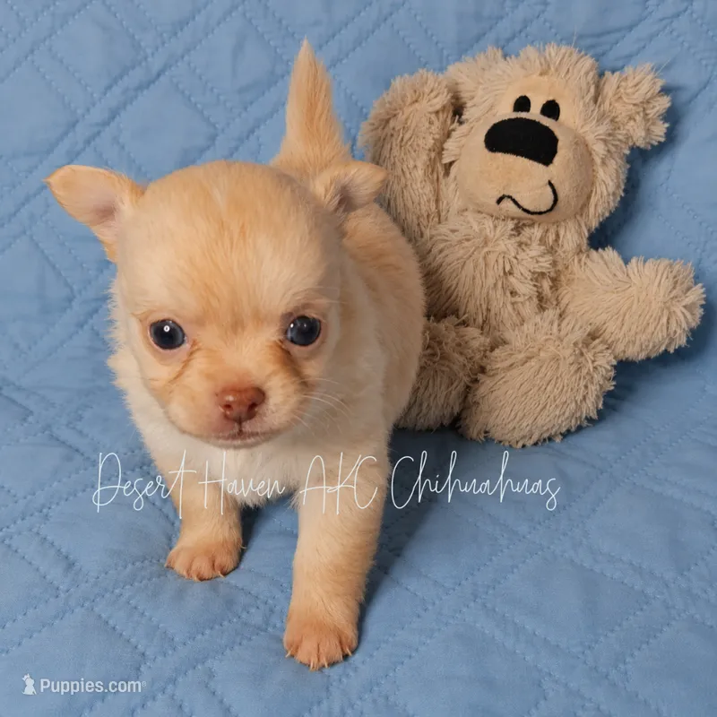 Andy - AKC *hidden merle – Chihuahua puppy for sale in Goodyear, AZ