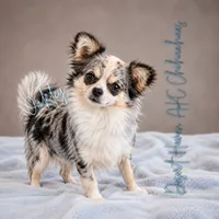 Oakley - AKC LC Merle, a male Chihuahua for sale in Goodyear, AZ – 2 of 6