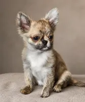 Tigger GCH Sired TINY, a male Chihuahua for sale in Goodyear, AZ – 2 of 3