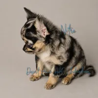 Nitro - AKC Merle, a male Chihuahua for sale in Goodyear, AZ – 4 of 10