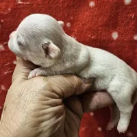 White Cream SC M♂️, a male Chihuahua for sale in Goodyear, AZ – Photo 5 of 6