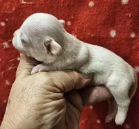 White Cream SC M♂️, a male Chihuahua for sale in Goodyear, AZ – Photo 5 of 6