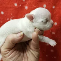 White Cream SC M♂️, a male Chihuahua for sale in Goodyear, AZ – Photo 1 of 6