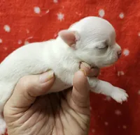 White Cream SC M♂️, a male Chihuahua for sale in Goodyear, AZ – Photo 1 of 6