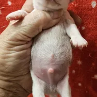 White Cream SC M♂️, a male Chihuahua for sale in Goodyear, AZ – Photo 2 of 6