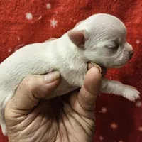 White Cream SC M♂️, a male Chihuahua for sale in Goodyear, AZ – Photo 4 of 6