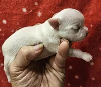 White Cream SC M♂️, a male Chihuahua for sale in Goodyear, AZ – Photo 4 of 6