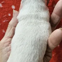 White Cream SC M♂️, a male Chihuahua for sale in Goodyear, AZ – Photo 3 of 6