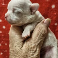 White Cream SC M♂️, a male Chihuahua for sale in Goodyear, AZ – Photo 6 of 6