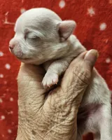 White Cream SC M♂️, a male Chihuahua for sale in Goodyear, AZ – Photo 6 of 6