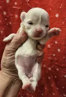 White Cream Long Coat female , a female Chihuahua for sale in Goodyear, AZ – 2 of 6