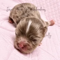 Dolly - AKC LC Female, a female Chihuahua for sale in Goodyear, AZ – 4 of 5