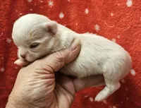 White Cream Long Coat male , a male Chihuahua for sale in Goodyear, AZ – 2 of 5