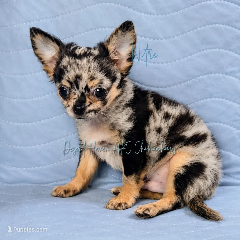 Nitro - AKC Merle – Chihuahua puppy for sale in Goodyear, AZ