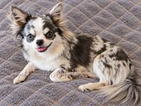 Marble • AKC Pet • Flashy Merle, a male Chihuahua for sale in Goodyear, AZ – 5 of 5