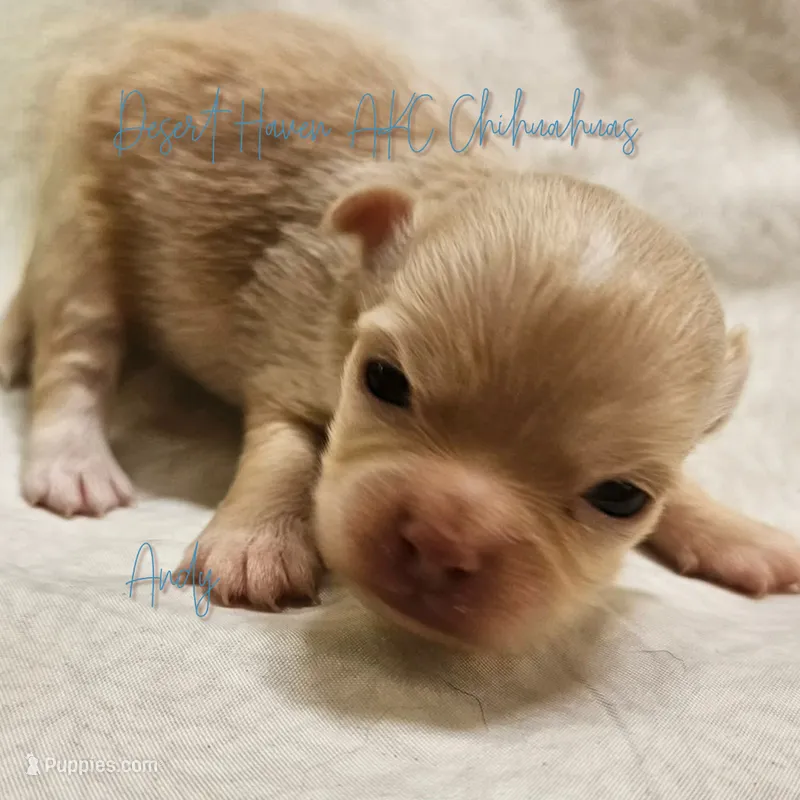 Andy - AKC *hidden merle – Chihuahua puppy for sale in Goodyear, AZ