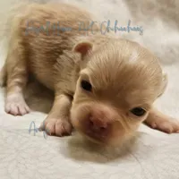 Andy - AKC *hidden merle, a male Chihuahua for sale in Goodyear, AZ – 1 of 8