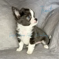 CH SIRED AKC LC Blue Trout, a male Chihuahua for sale in Goodyear, AZ – 2 of 4