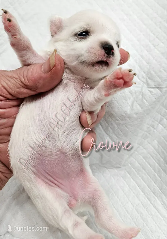 Crowne - AKC CH Sire & Dam – Chihuahua puppy for sale in Goodyear, AZ