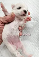 Crowne - AKC CH Sire & Dam, a female Chihuahua for sale in Goodyear, AZ – 1 of 8