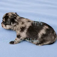 Atlas - AKC Flashy Merle, a male Chihuahua for sale in Goodyear, AZ – 4 of 6