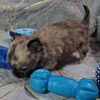 MICRO TINY Brindle Sable LC ♂️, a male Chihuahua for sale in Goodyear, AZ – Photo 2 of 6