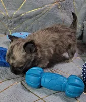 MICRO TINY Brindle Sable LC ♂️, a male Chihuahua for sale in Goodyear, AZ – Photo 2 of 6