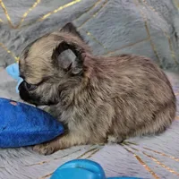 MICRO TINY Brindle Sable LC ♂️, a male Chihuahua for sale in Goodyear, AZ – Photo 6 of 6