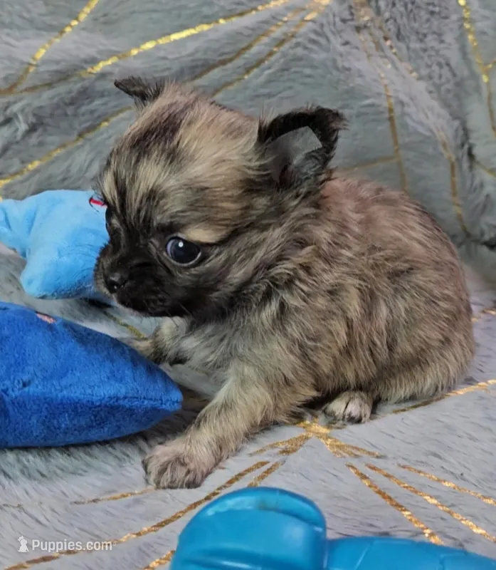 MICRO TINY Brindle Sable LC ♂️