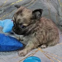 MICRO TINY Brindle Sable LC ♂️, a male Chihuahua for sale in Goodyear, AZ – Photo 1 of 6
