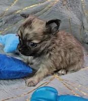 MICRO TINY Brindle Sable LC ♂️, a male Chihuahua for sale in Goodyear, AZ – Photo 1 of 6
