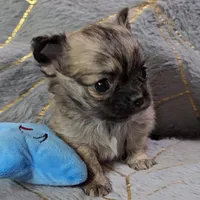 MICRO TINY Brindle Sable LC ♂️, a male Chihuahua for sale in Goodyear, AZ – Photo 4 of 6