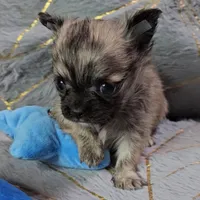 MICRO TINY Brindle Sable LC ♂️, a male Chihuahua for sale in Goodyear, AZ – Photo 5 of 6