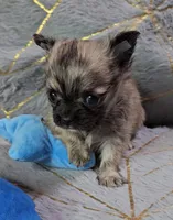 MICRO TINY Brindle Sable LC ♂️, a male Chihuahua for sale in Goodyear, AZ – Photo 5 of 6