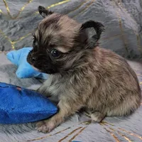 MICRO TINY Brindle Sable LC ♂️, a male Chihuahua for sale in Goodyear, AZ – Photo 3 of 6