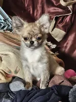 Tigger, a male Chihuahua for sale in Goodyear, AZ – 5 of 5