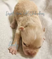 Andy - AKC *hidden merle, a male Chihuahua for sale in Goodyear, AZ – 3 of 8