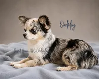 Oakley • CH Sired FULL AKC, a male Chihuahua for sale in Goodyear, AZ – 4 of 4
