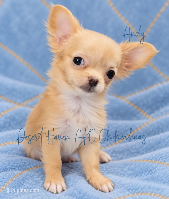 Andy - AKC Perfect Pet – Chihuahua puppy for sale in Goodyear, AZ
