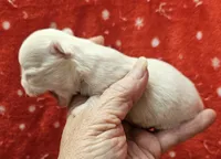 White Cream Long Coat female , a female Chihuahua for sale in Goodyear, AZ – 6 of 6
