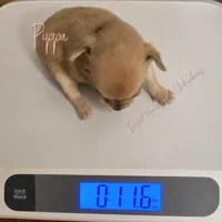 FULL AKC Pippa - small merle , a female Chihuahua for sale in Goodyear, AZ – 5 of 10