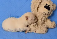Schroeder - AKC CH Sired, a male Chihuahua for sale in Goodyear, AZ – 5 of 5
