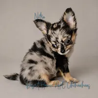 Nitro - AKC Merle, a male Chihuahua for sale in Goodyear, AZ – 2 of 10