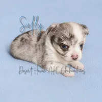 Sully - AKC Flashy, a male Chihuahua for sale in Goodyear, AZ – 3 of 7