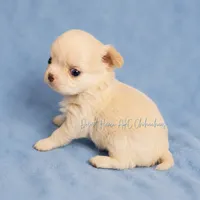 Creed - CH Sired AKC 4#, a male Chihuahua for sale in Goodyear, AZ – 3 of 6