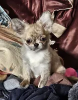 Tigger, a male Chihuahua for sale in Goodyear, AZ – 3 of 5